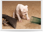 Pet Stain Removal Image 1