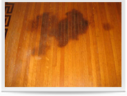 Pet Stain Removal Image 2
