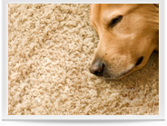 Pet Stain Removal Image 4